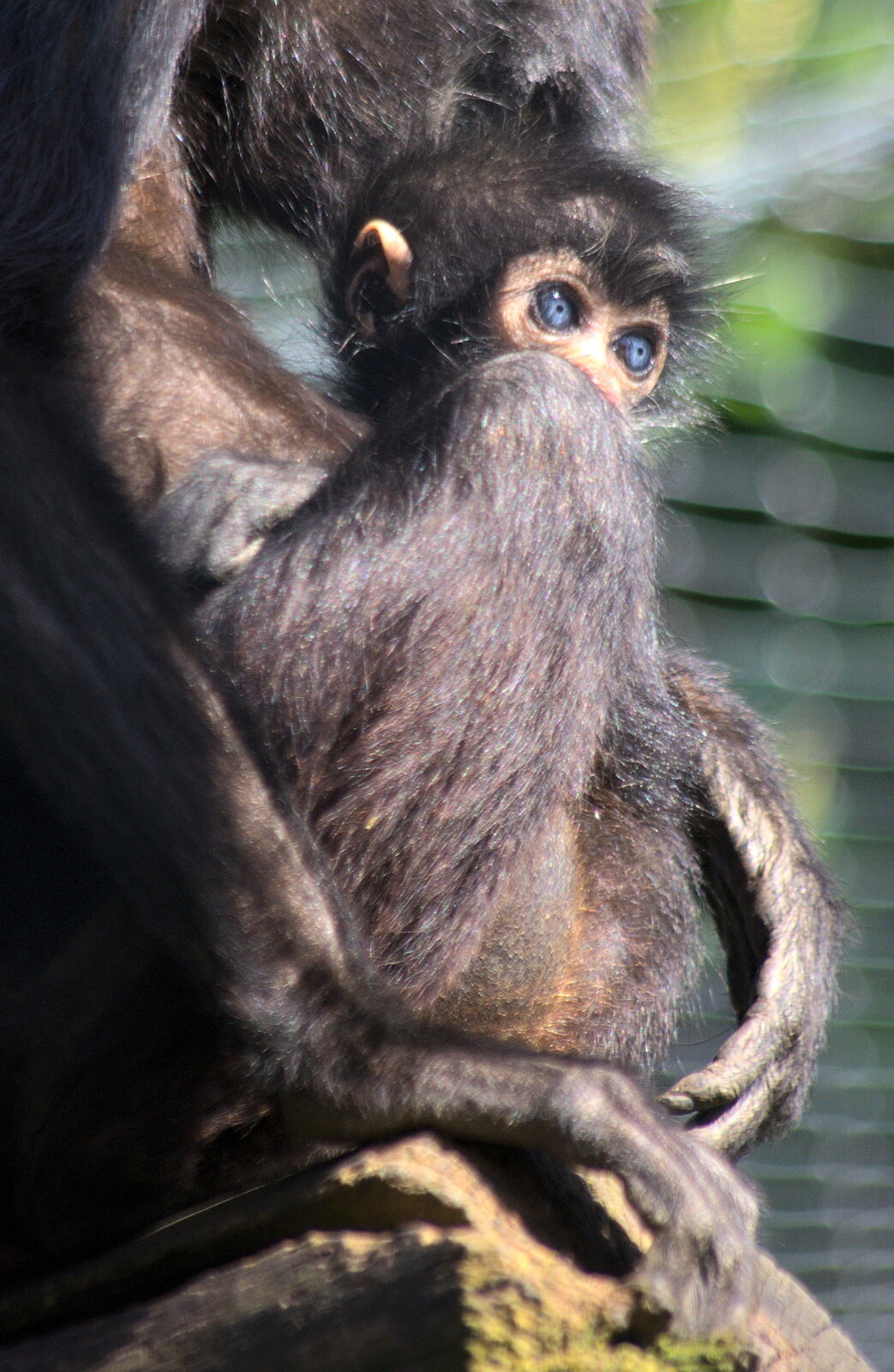 The blue-eyed monkey baby from Another Trip to Banham Zoo, Banham, Norfolk - 25th March 2016