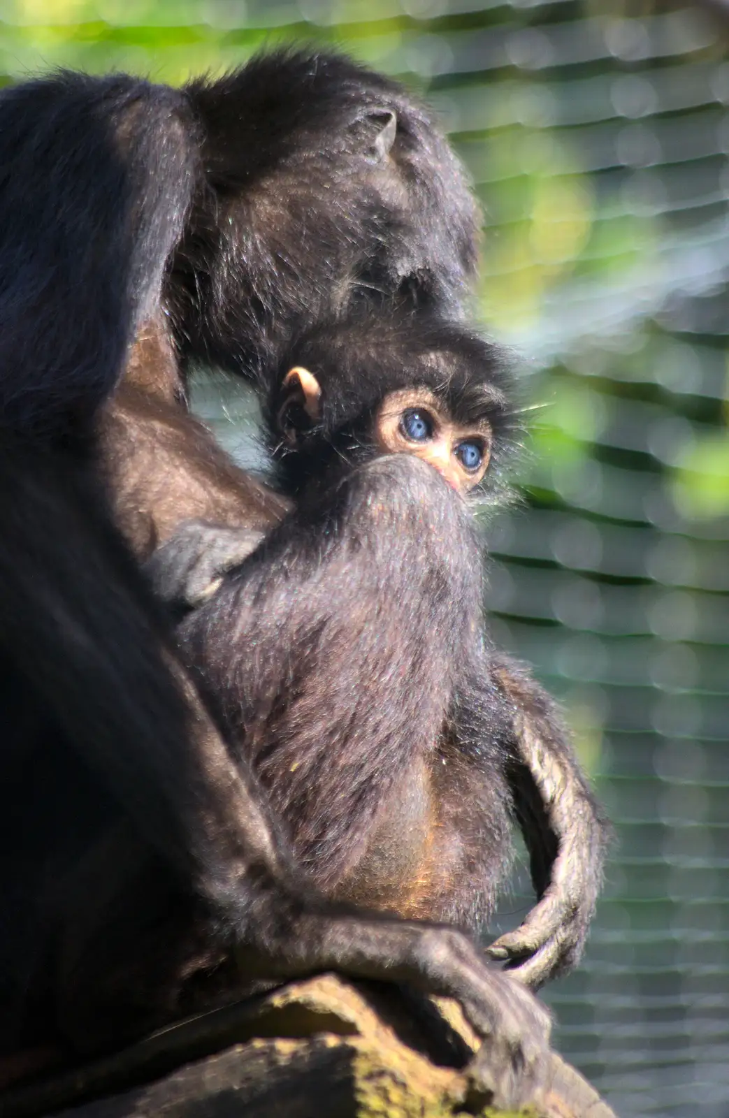 The blue-eyed monkey baby, from Another Trip to Banham Zoo, Banham, Norfolk - 25th March 2016