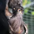 The blue-eyed monkey baby, Another Trip to Banham Zoo, Banham, Norfolk - 25th March 2016