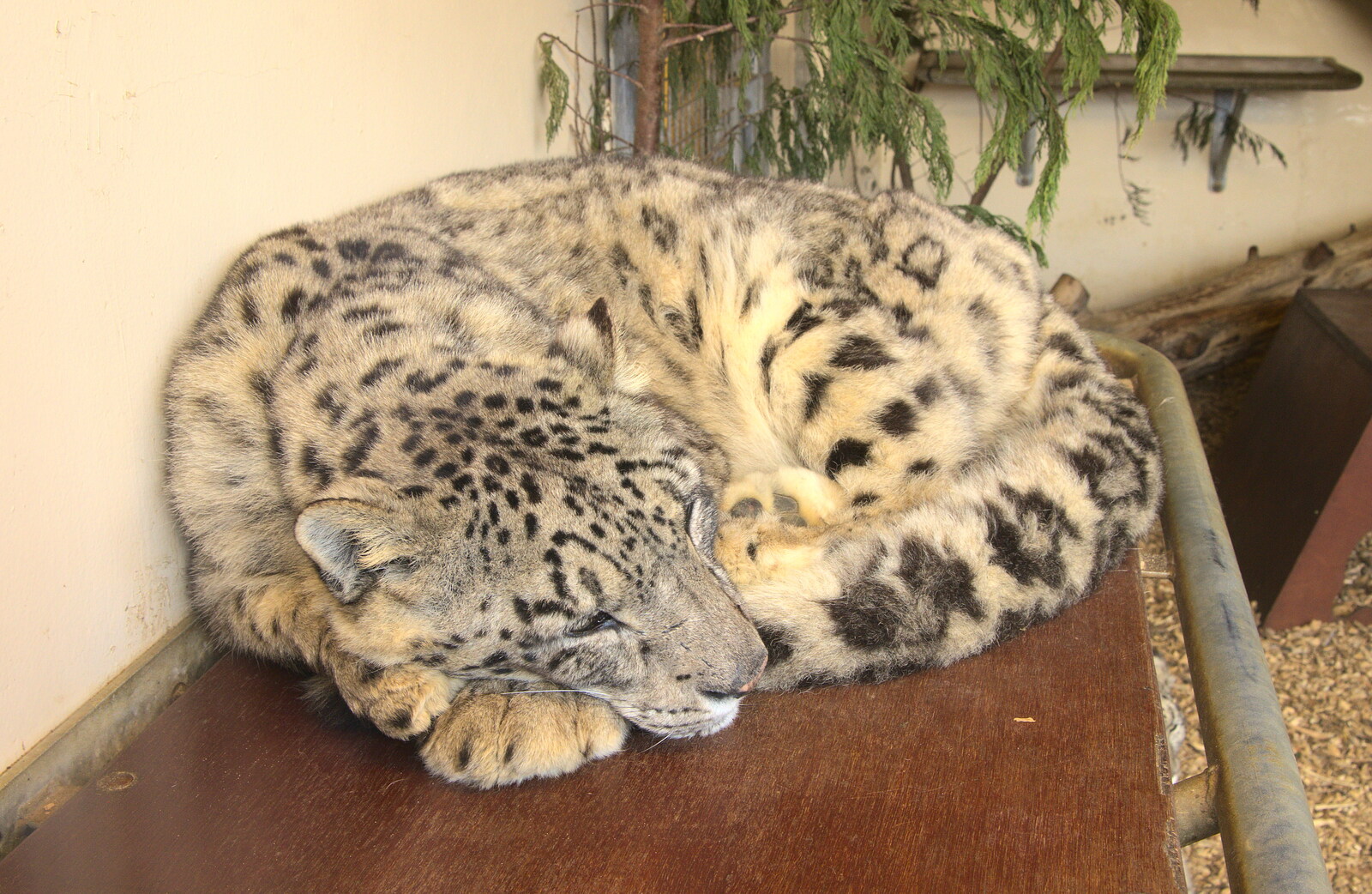 A snow leopard has a doze from Another Trip to Banham Zoo, Banham, Norfolk - 25th March 2016