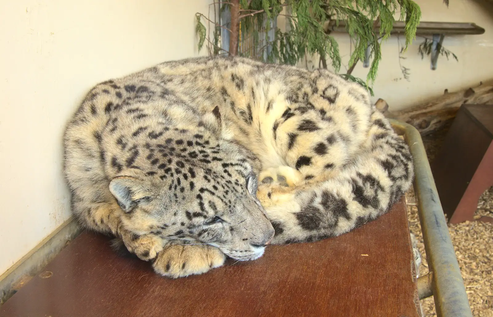 A snow leopard has a doze, from Another Trip to Banham Zoo, Banham, Norfolk - 25th March 2016