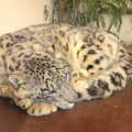 Another Trip to Banham Zoo, Banham, Norfolk - 25th March 2016, A snow leopard has a doze