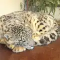 A snow leopard has a doze, Another Trip to Banham Zoo, Banham, Norfolk - 25th March 2016