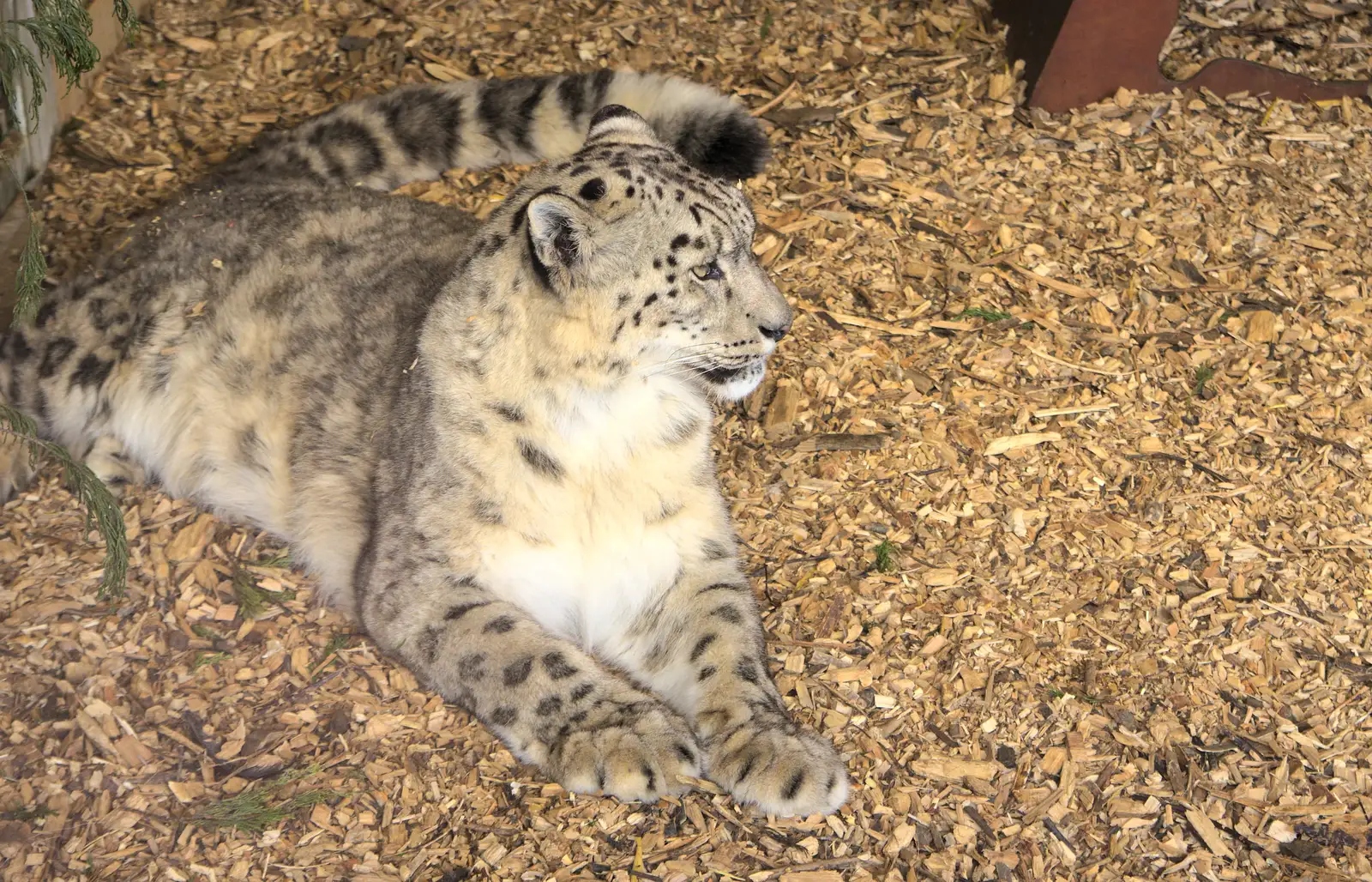 Another snow leopard looks around, from Another Trip to Banham Zoo, Banham, Norfolk - 25th March 2016