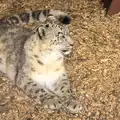 Another snow leopard looks around, Another Trip to Banham Zoo, Banham, Norfolk - 25th March 2016