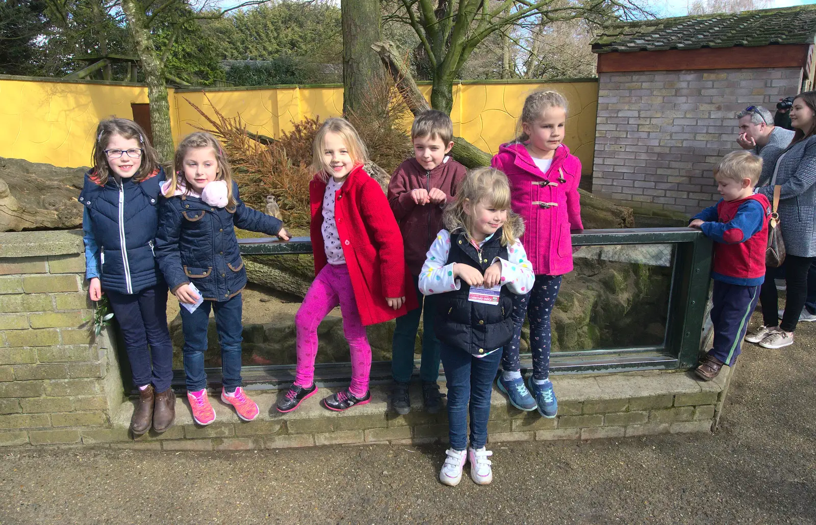 Everyone pretends to be a meerkat, from Another Trip to Banham Zoo, Banham, Norfolk - 25th March 2016