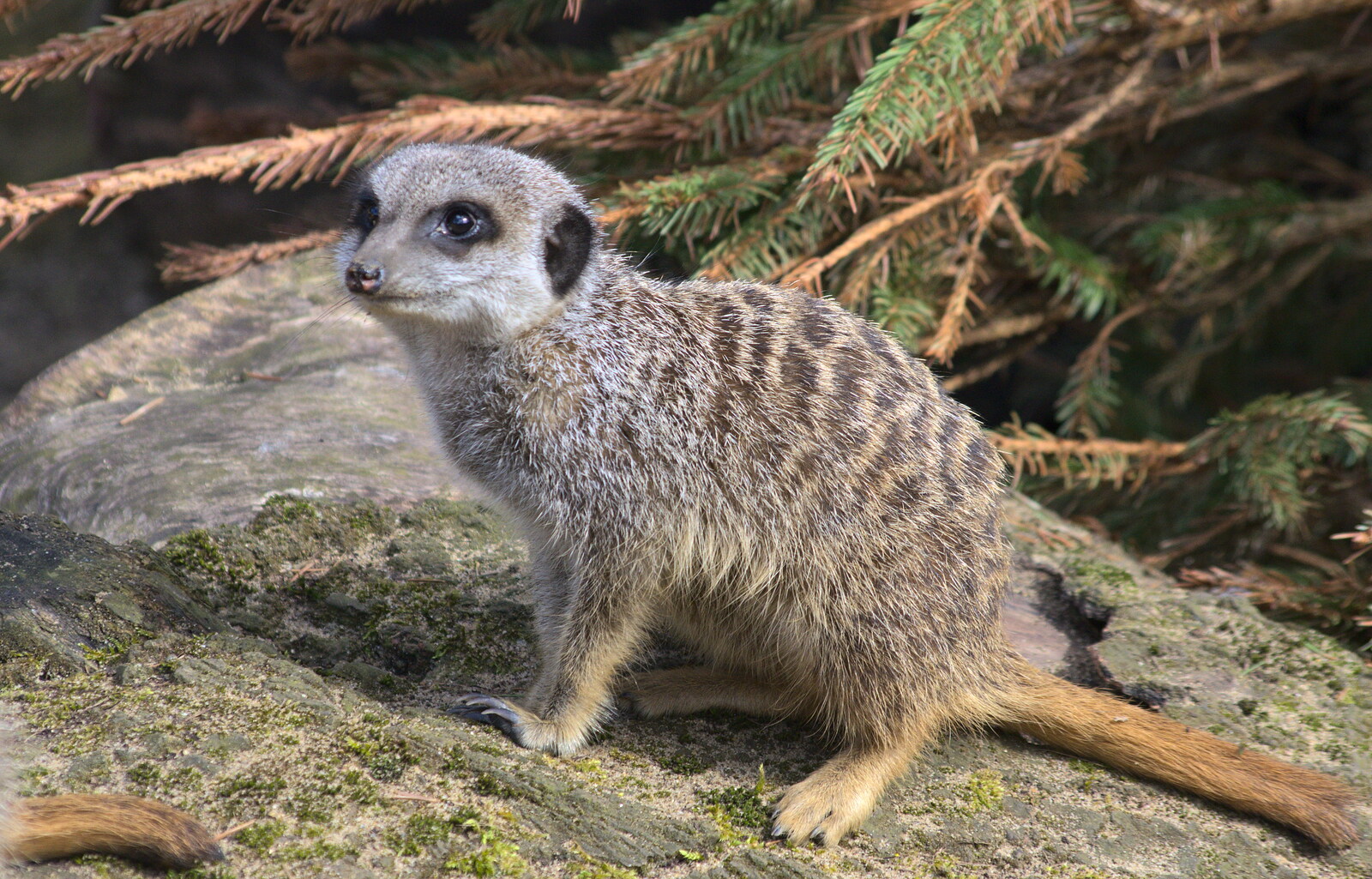 Another meerkat from Another Trip to Banham Zoo, Banham, Norfolk - 25th March 2016