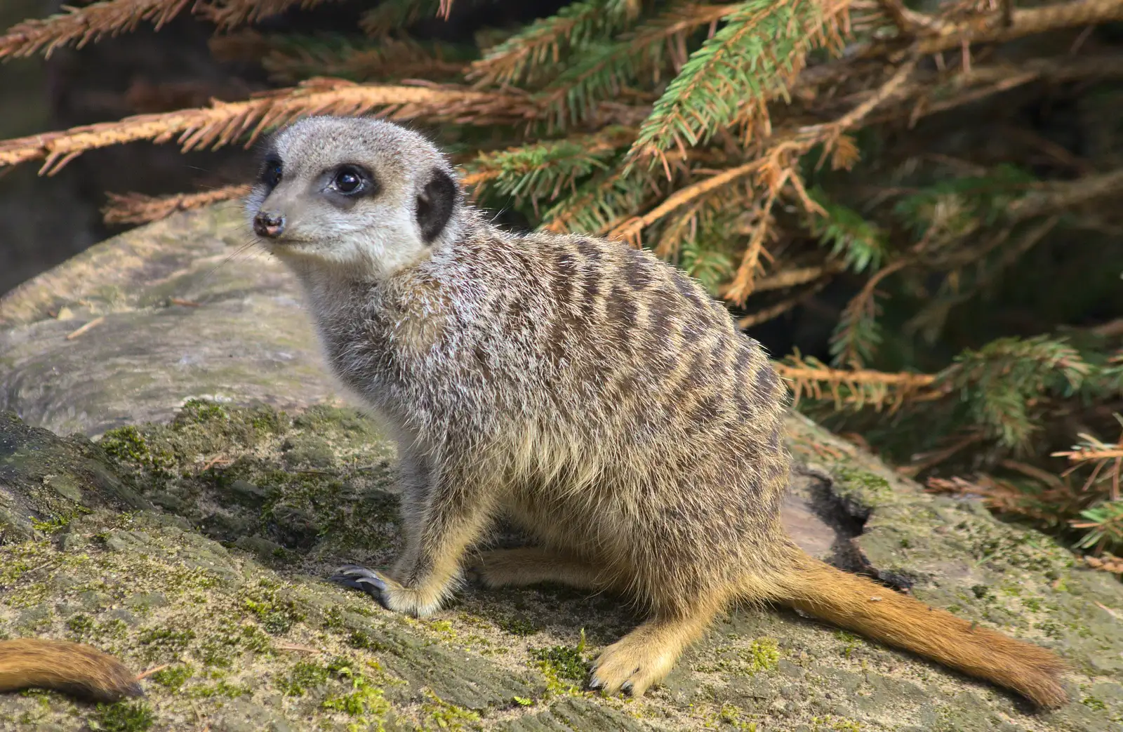 Another meerkat, from Another Trip to Banham Zoo, Banham, Norfolk - 25th March 2016