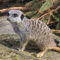 Another Trip to Banham Zoo, Banham, Norfolk - 25th March 2016, Another meerkat