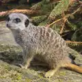 Another meerkat, Another Trip to Banham Zoo, Banham, Norfolk - 25th March 2016