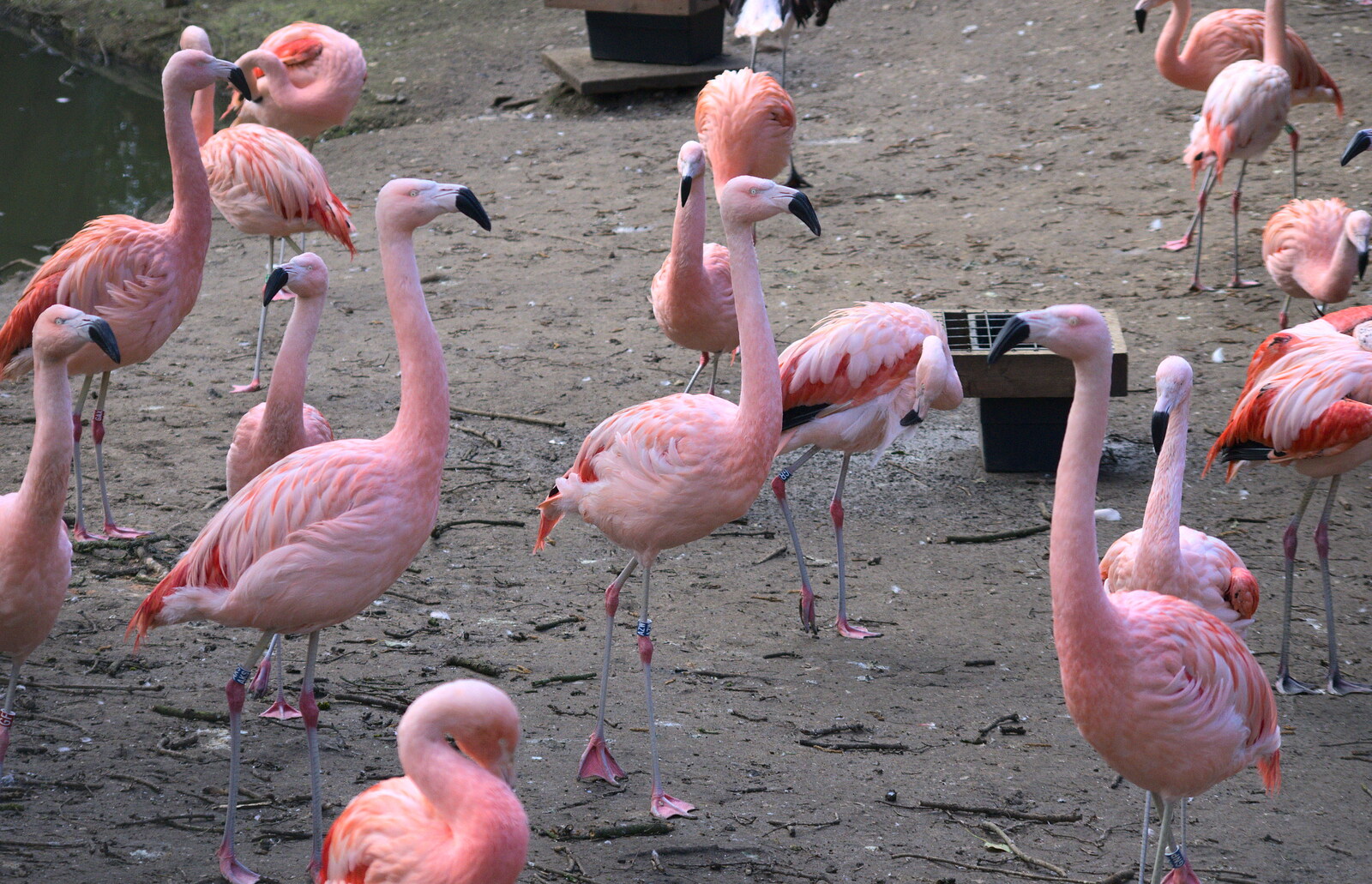 Pink flamingoes from Another Trip to Banham Zoo, Banham, Norfolk - 25th March 2016