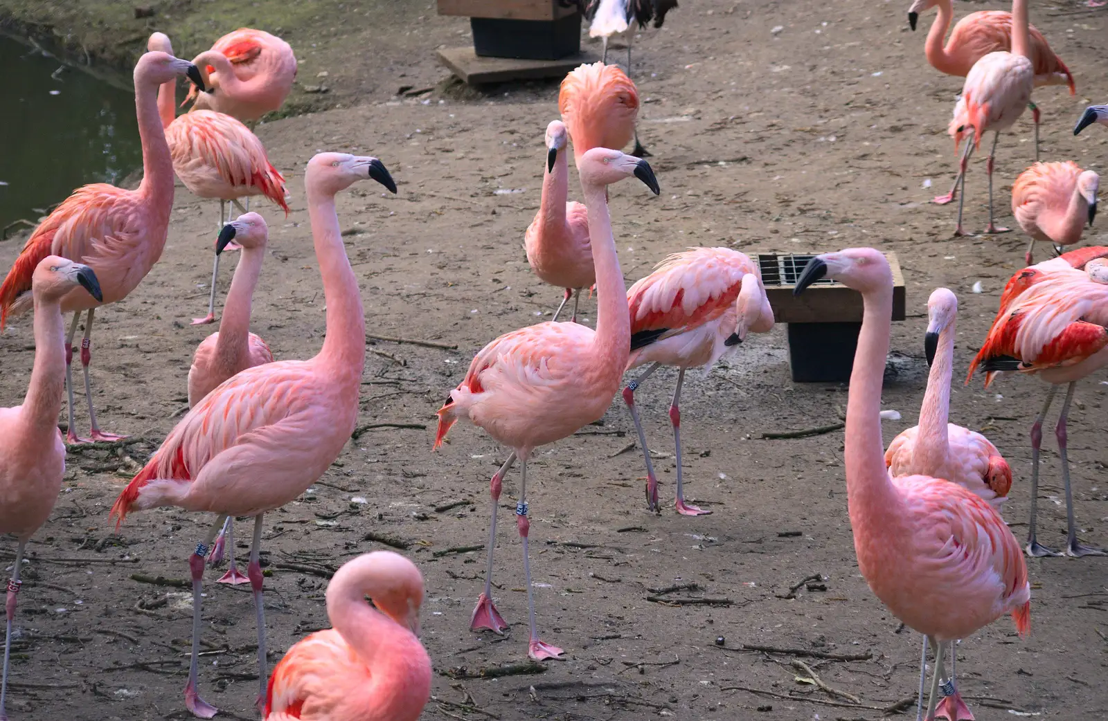 Pink flamingoes, from Another Trip to Banham Zoo, Banham, Norfolk - 25th March 2016