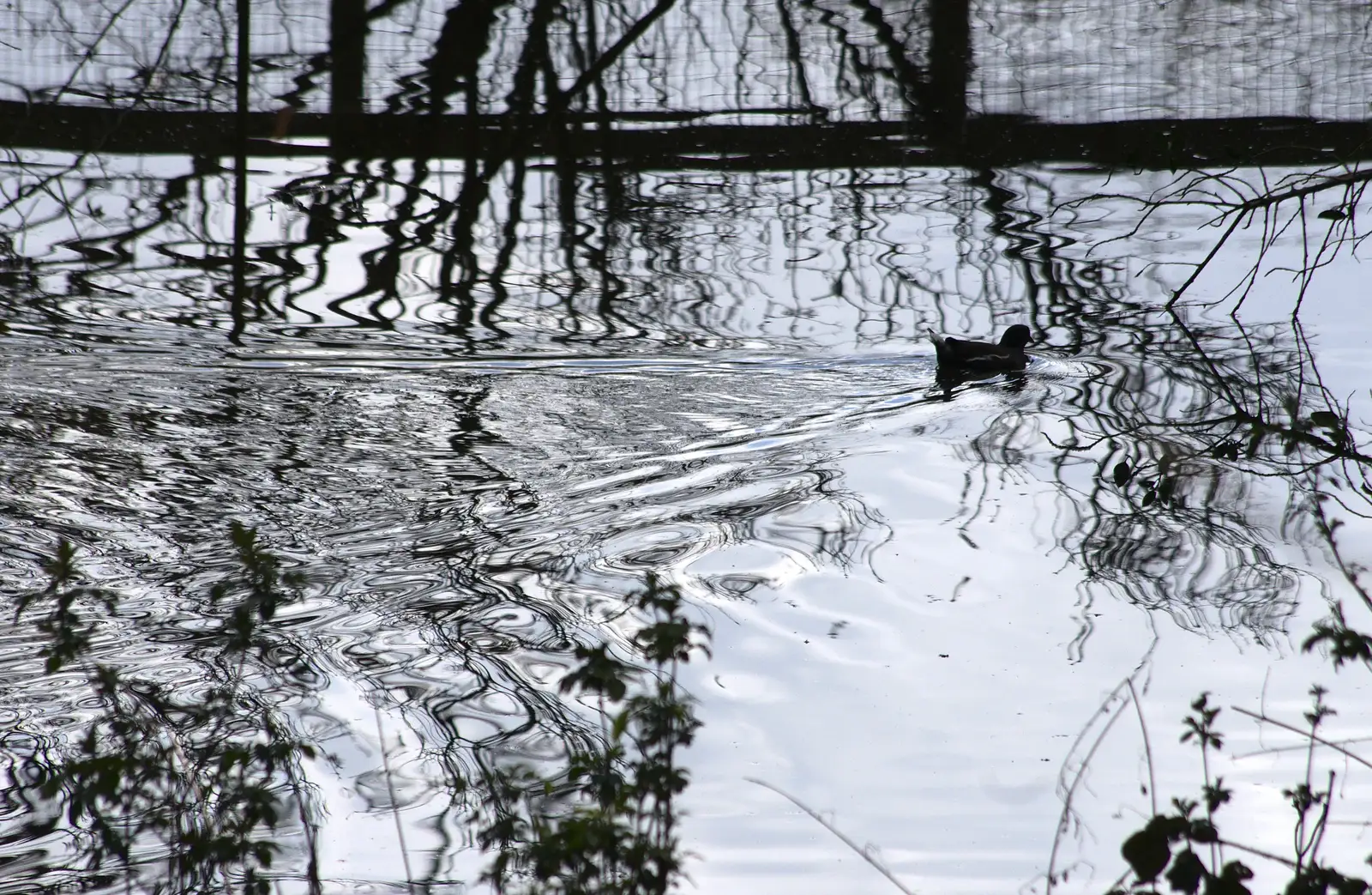 A colour photo that looks black and white, from Another Trip to Banham Zoo, Banham, Norfolk - 25th March 2016