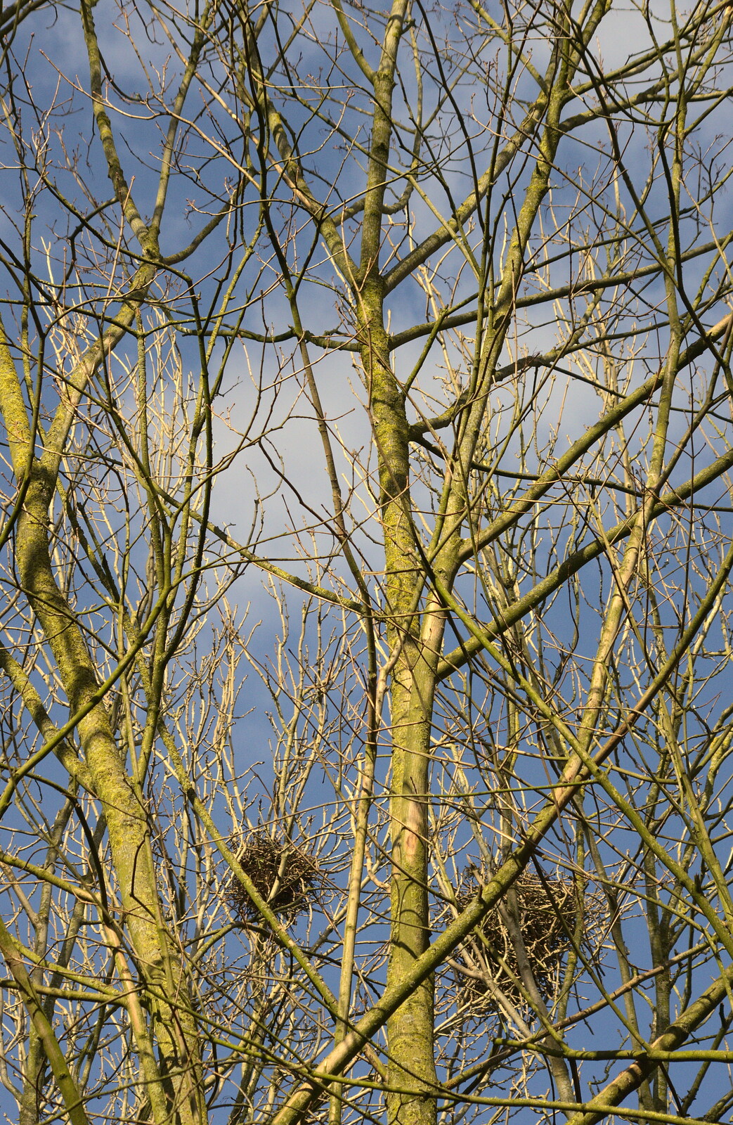Trees in the weak spring sun from Another Trip to Banham Zoo, Banham, Norfolk - 25th March 2016