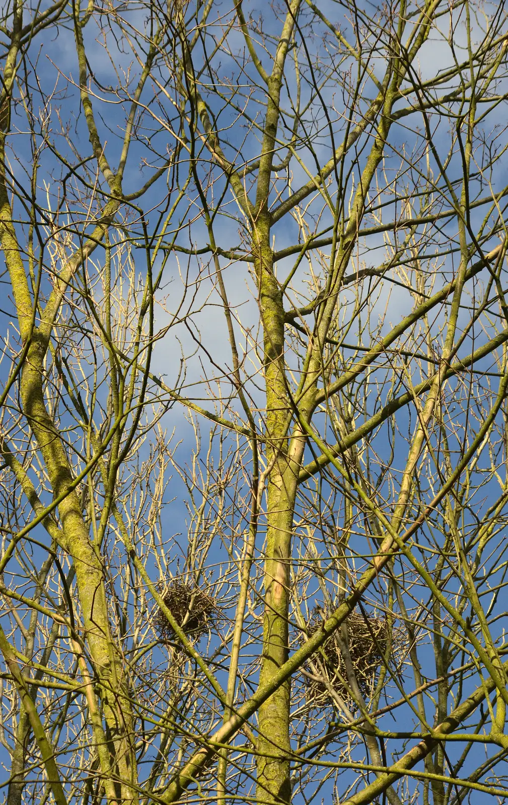 Trees in the weak spring sun, from Another Trip to Banham Zoo, Banham, Norfolk - 25th March 2016