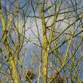 Trees in the weak spring sun, Another Trip to Banham Zoo, Banham, Norfolk - 25th March 2016