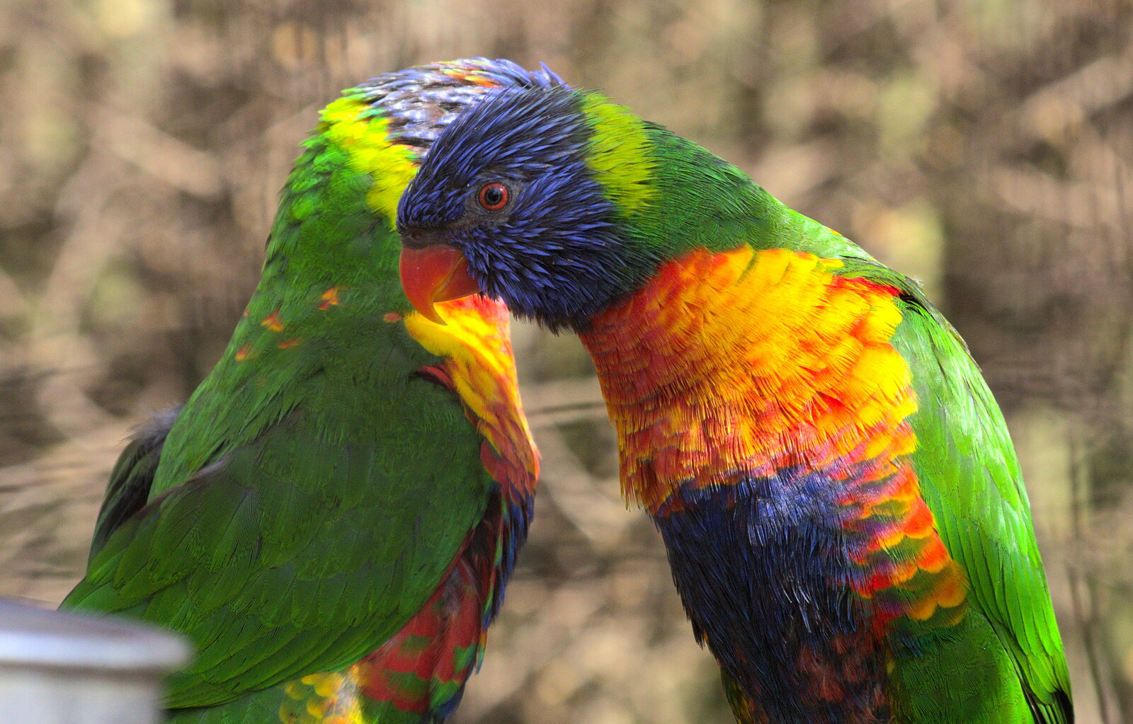 Brightly-coloured parakeets from Another Trip to Banham Zoo, Banham, Norfolk - 25th March 2016