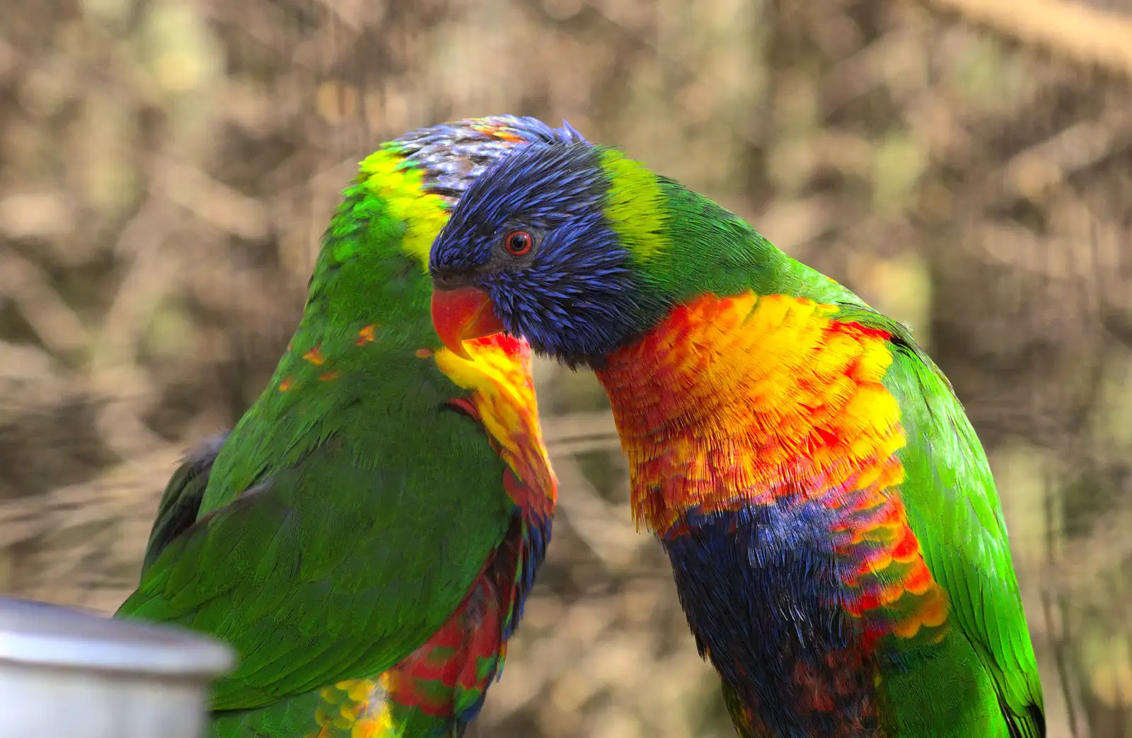 Brightly-coloured parakeets, from Another Trip to Banham Zoo, Banham, Norfolk - 25th March 2016