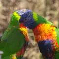 Brightly-coloured parakeets, Another Trip to Banham Zoo, Banham, Norfolk - 25th March 2016