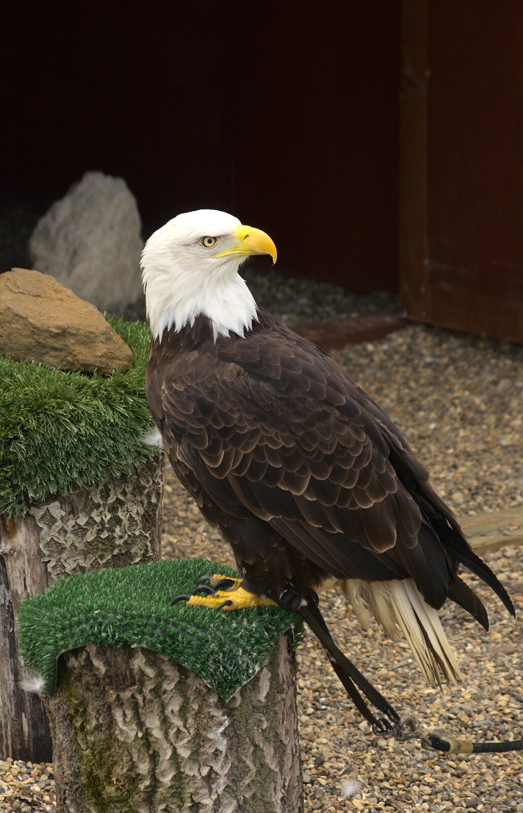 Sam the bald eagle from Another Trip to Banham Zoo, Banham, Norfolk - 25th March 2016