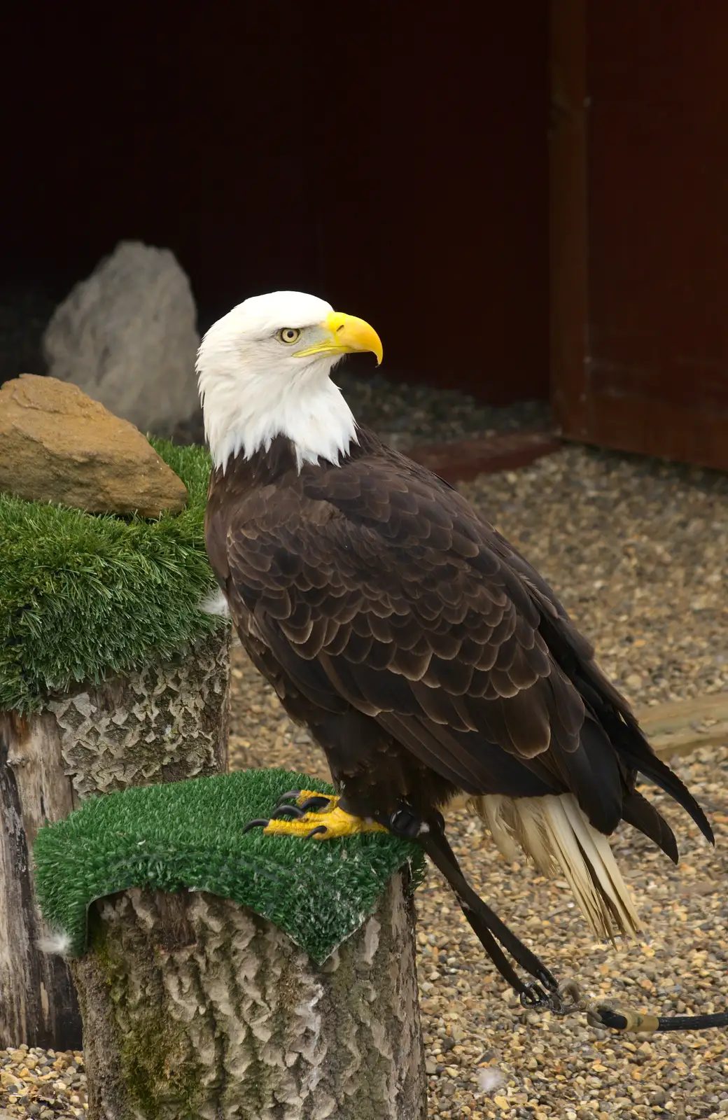 Sam the bald eagle, from Another Trip to Banham Zoo, Banham, Norfolk - 25th March 2016