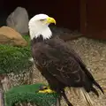 Sam the bald eagle, Another Trip to Banham Zoo, Banham, Norfolk - 25th March 2016