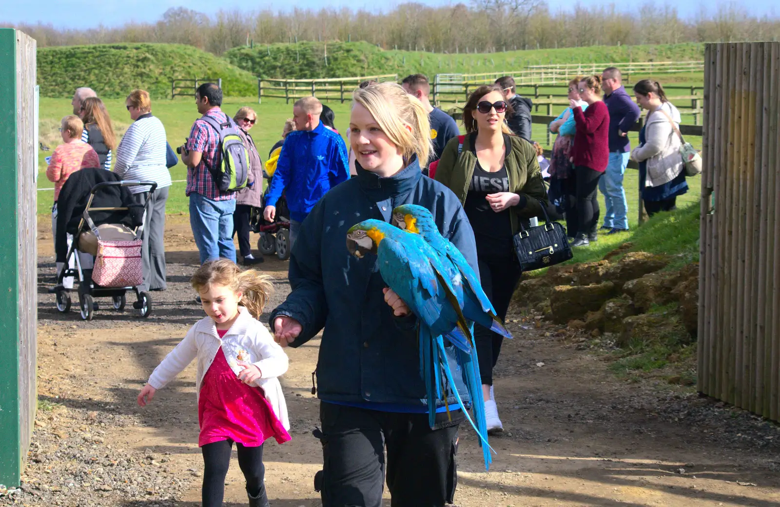 A couple of blue macaws go out on tour, from Another Trip to Banham Zoo, Banham, Norfolk - 25th March 2016