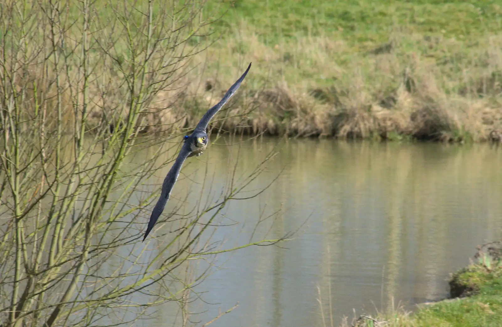 A kestrel does a flight, from Another Trip to Banham Zoo, Banham, Norfolk - 25th March 2016