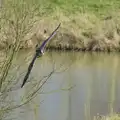 A kestrel does a flight, Another Trip to Banham Zoo, Banham, Norfolk - 25th March 2016