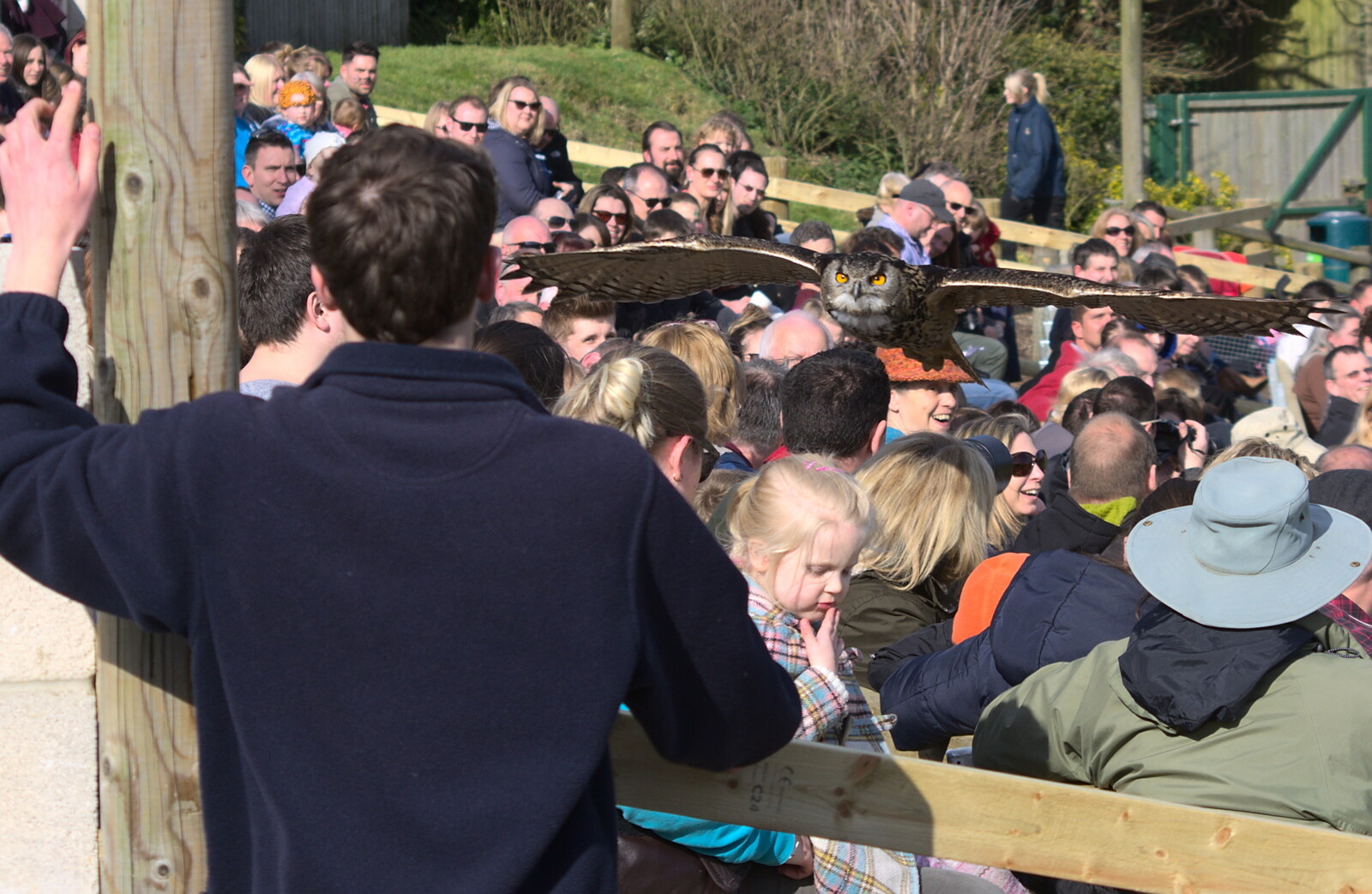 An owl flies low over the crowds from Another Trip to Banham Zoo, Banham, Norfolk - 25th March 2016