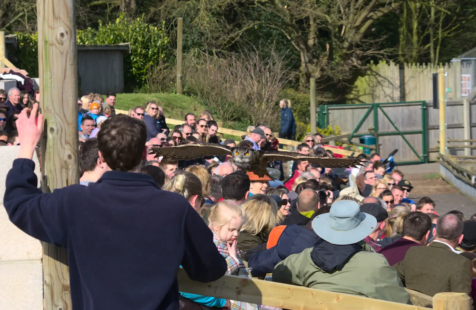 An owl flies low over the crowds, from Another Trip to Banham Zoo, Banham, Norfolk - 25th March 2016