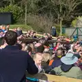 An owl flies low over the crowds, Another Trip to Banham Zoo, Banham, Norfolk - 25th March 2016