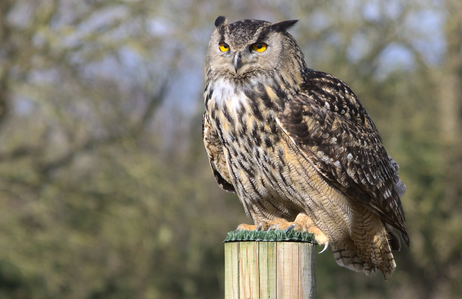 An owl on a perch from Another Trip to Banham Zoo, Banham, Norfolk - 25th March 2016
