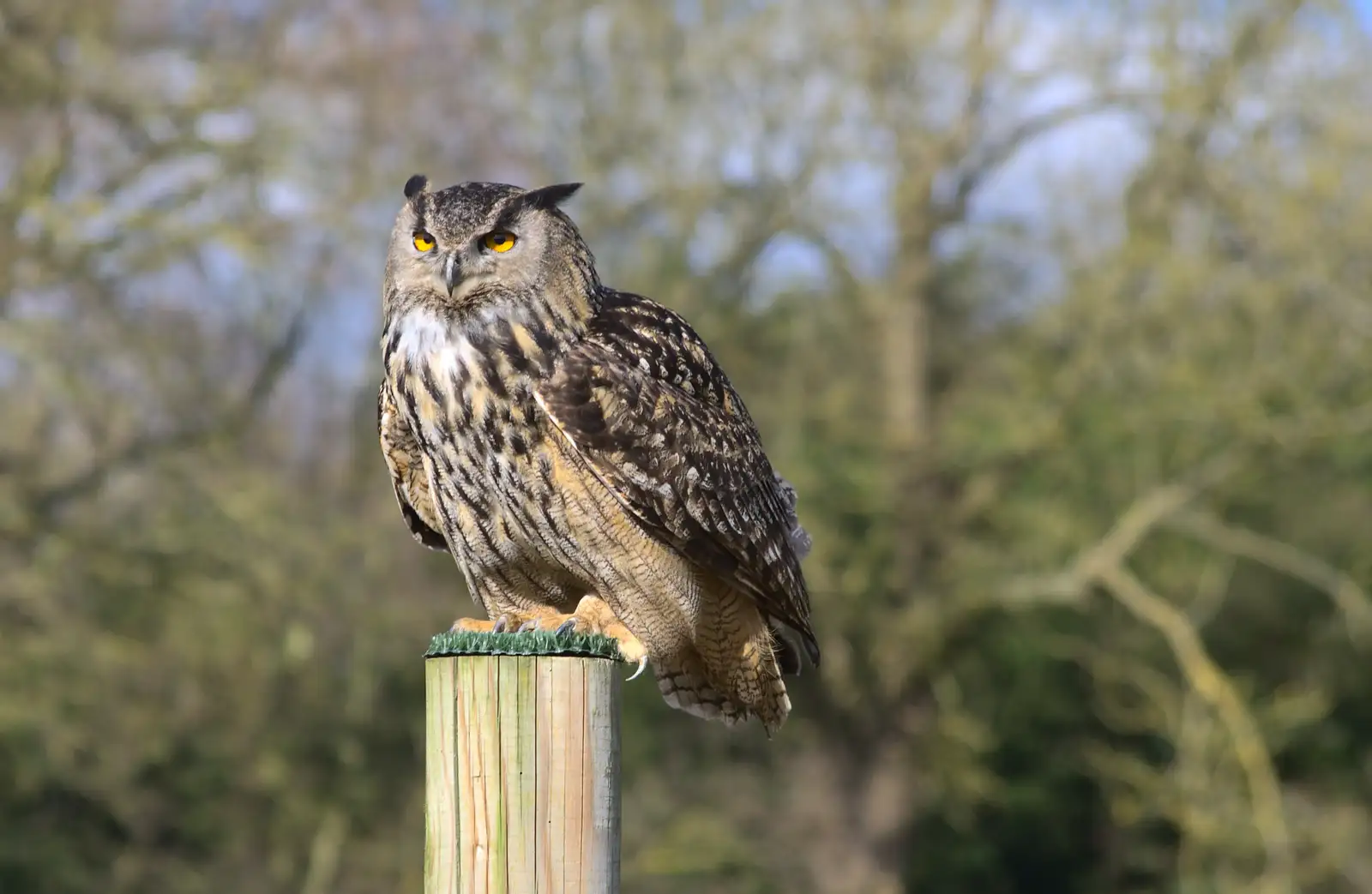 An owl on a perch, from Another Trip to Banham Zoo, Banham, Norfolk - 25th March 2016