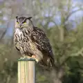 An owl on a perch, Another Trip to Banham Zoo, Banham, Norfolk - 25th March 2016