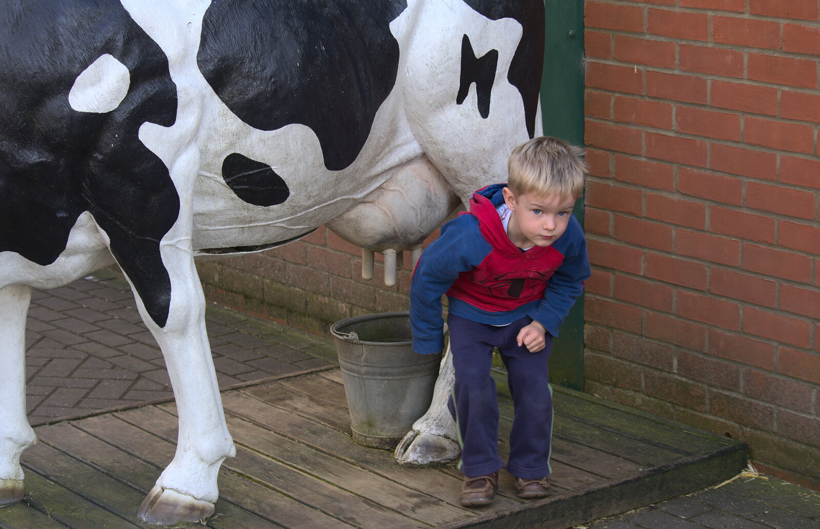 Harry looks shifty under a cow from Another Trip to Banham Zoo, Banham, Norfolk - 25th March 2016