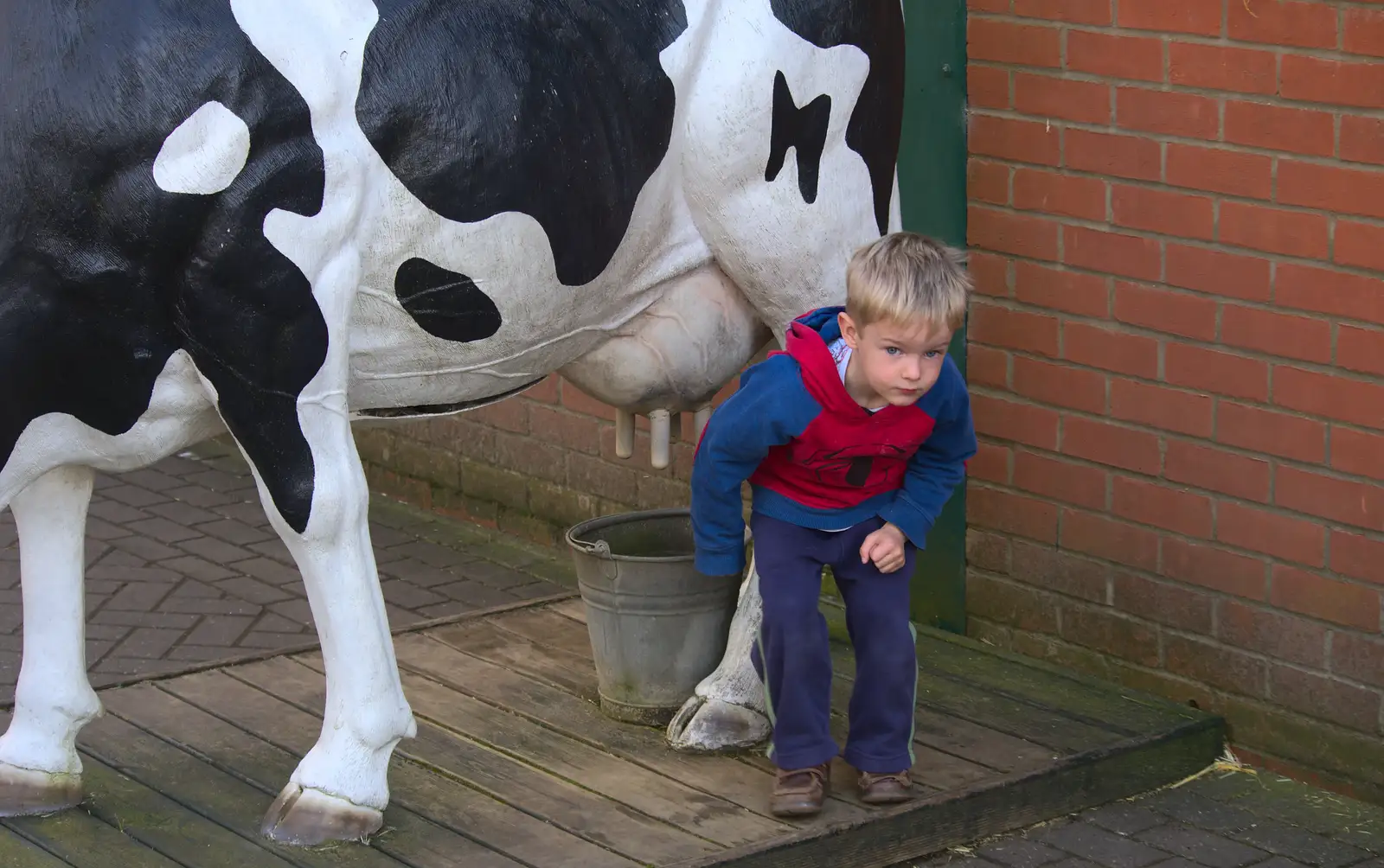 Harry looks shifty under a cow, from Another Trip to Banham Zoo, Banham, Norfolk - 25th March 2016