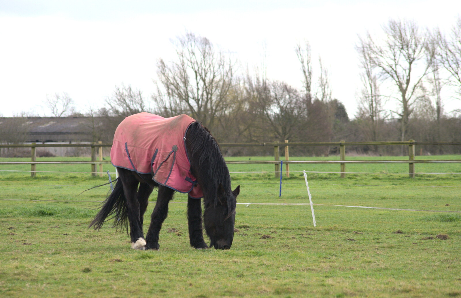 Chinner the horse from Harry's Birthday, Brome, Suffolk - 28th March 2016