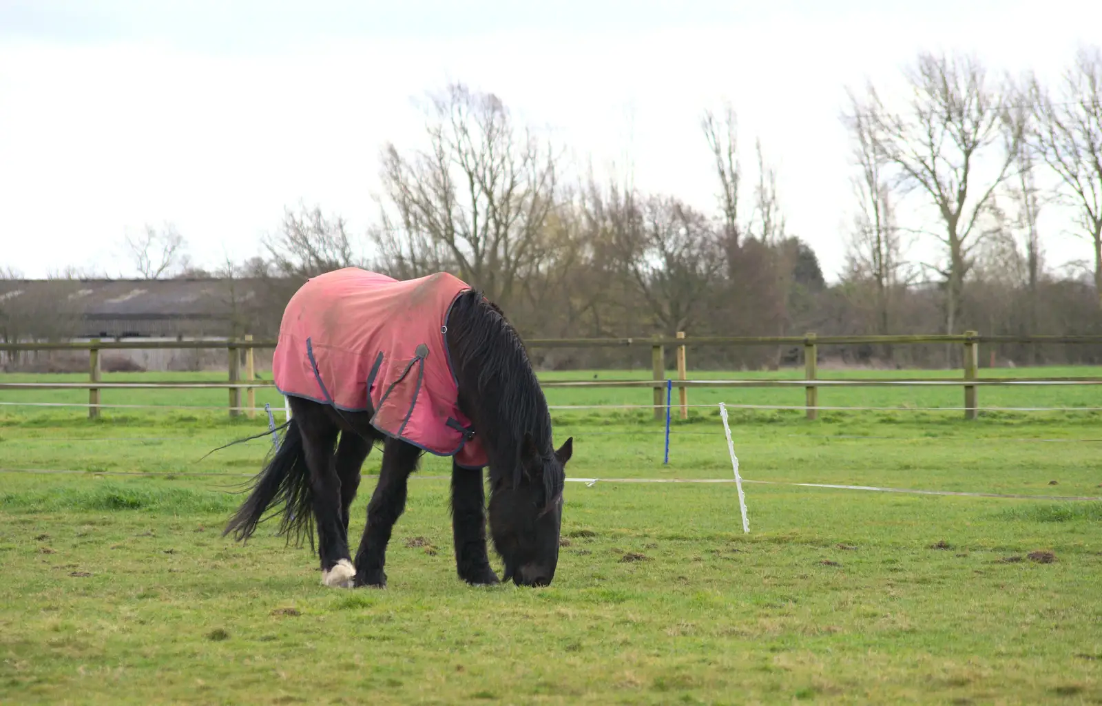 Chinner the horse, from Harry's Birthday, Brome, Suffolk - 28th March 2016