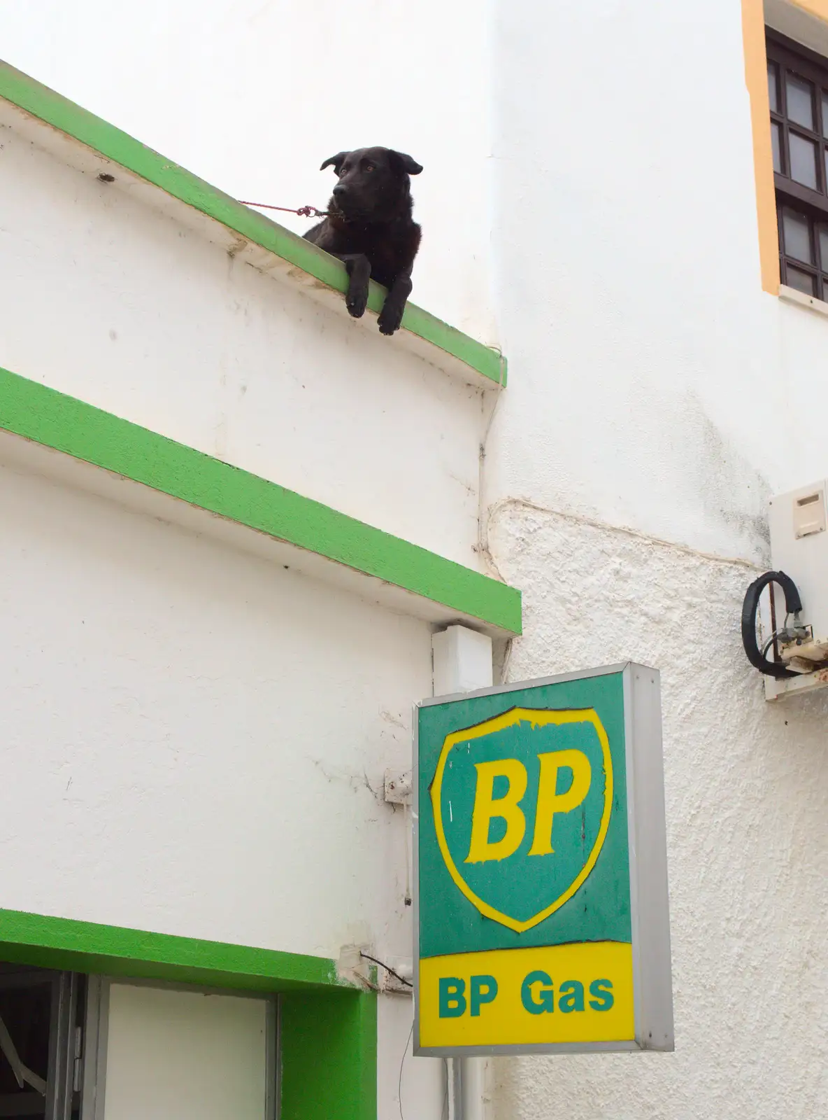 A dog looks out from the roof of a BP Gas retailer, from A Trip to Albufeira: The Hotel Paraiso, Portugal - 3rd April 2016