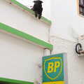 A dog looks out from the roof of a BP Gas retailer, A Trip to Albufeira: The Hotel Paraiso, Portugal - 3rd April 2016