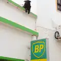 A dog looks out from the roof of a BP Gas retailer, A Trip to Albufeira: The Hotel Paraiso, Portugal - 3rd April 2016