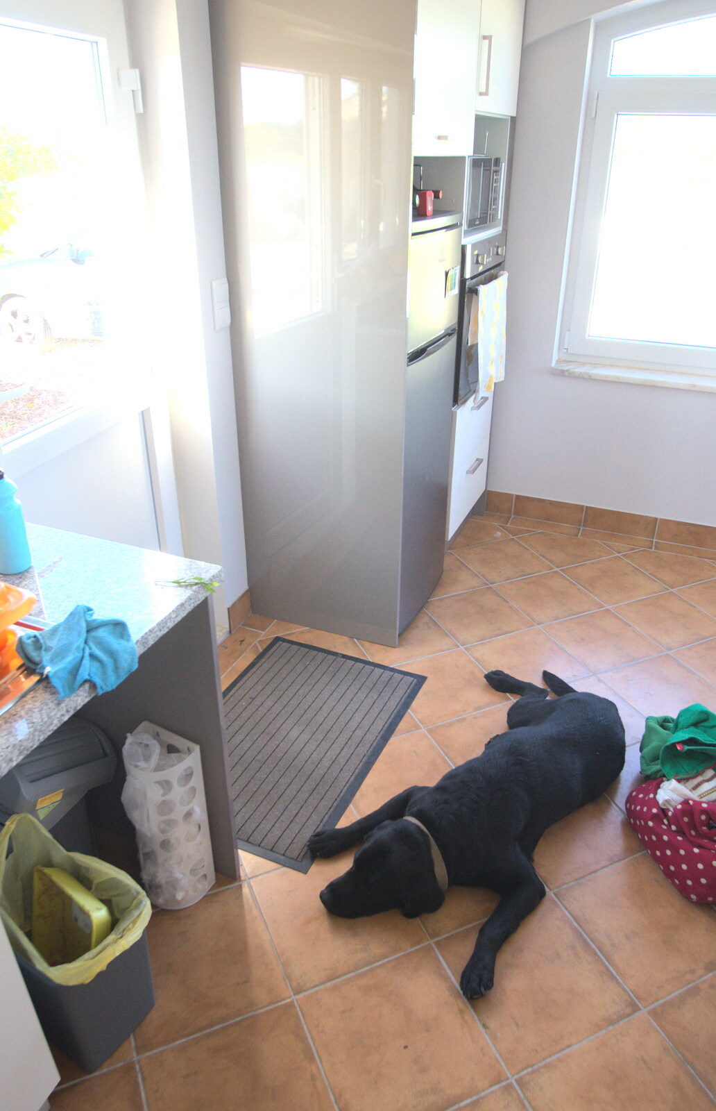 The dog has a lie down on the cool floor from Gary and Vanessa's Barbeque, Alcantarilha, Algarve, Portugal - 7th April 2016