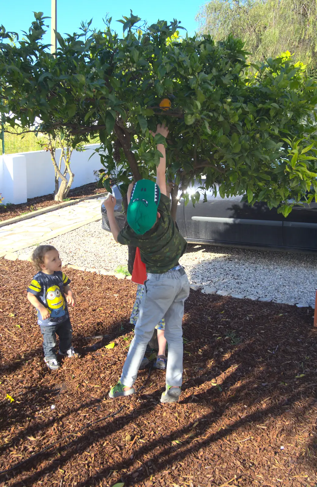 Fred reaches for an orange, from Gary and Vanessa's Barbeque, Alcantarilha, Algarve, Portugal - 7th April 2016