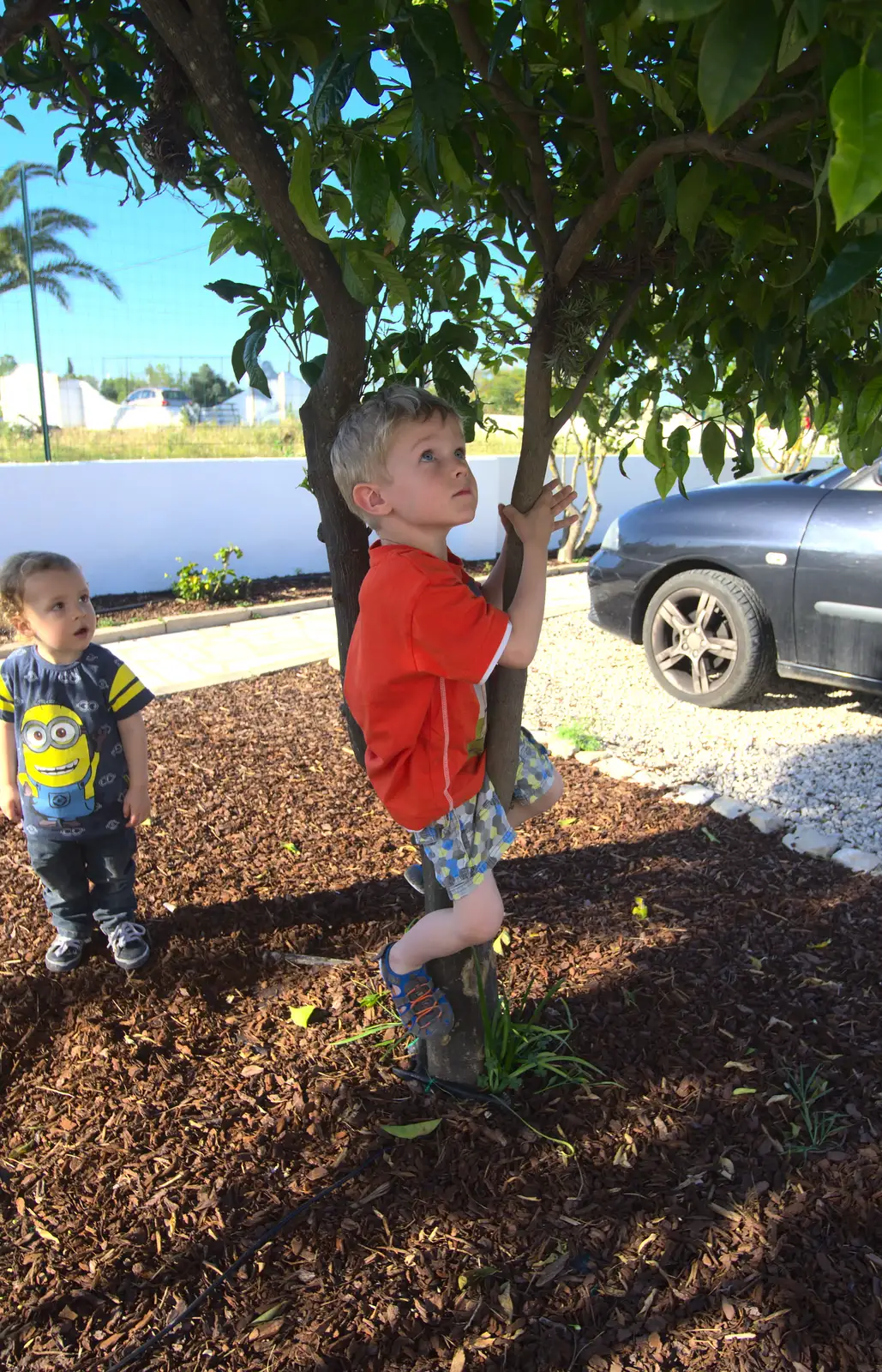 Harry climbs a tree, from Gary and Vanessa's Barbeque, Alcantarilha, Algarve, Portugal - 7th April 2016