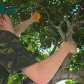 Fred's picking oranges, Gary and Vanessa's Barbeque, Alcantarilha, Algarve, Portugal - 7th April 2016