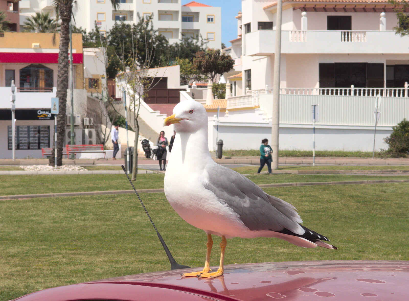 A massive herring gull perches on a car roof from Last Days and the Journey Home, Albufeira, Portugal - 9th April 2016