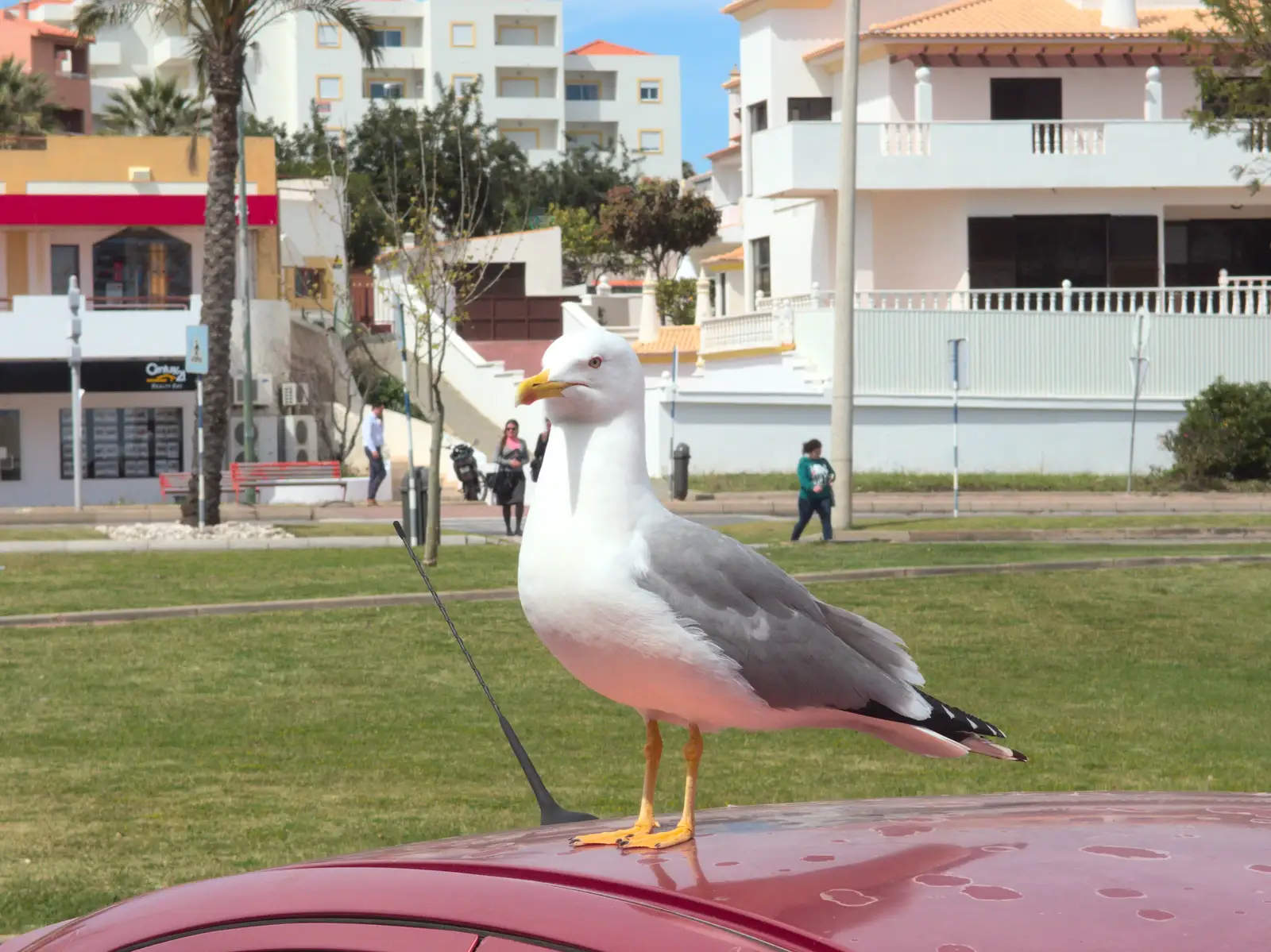 A massive herring gull perches on a car roof, from Last Days and the Journey Home, Albufeira, Portugal - 9th April 2016