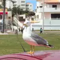 A massive herring gull perches on a car roof, Last Days and the Journey Home, Albufeira, Portugal - 9th April 2016