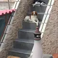 A pile of dogs on a staircase, Last Days and the Journey Home, Albufeira, Portugal - 9th April 2016